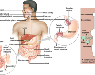 Digestive Physiology – outline notes